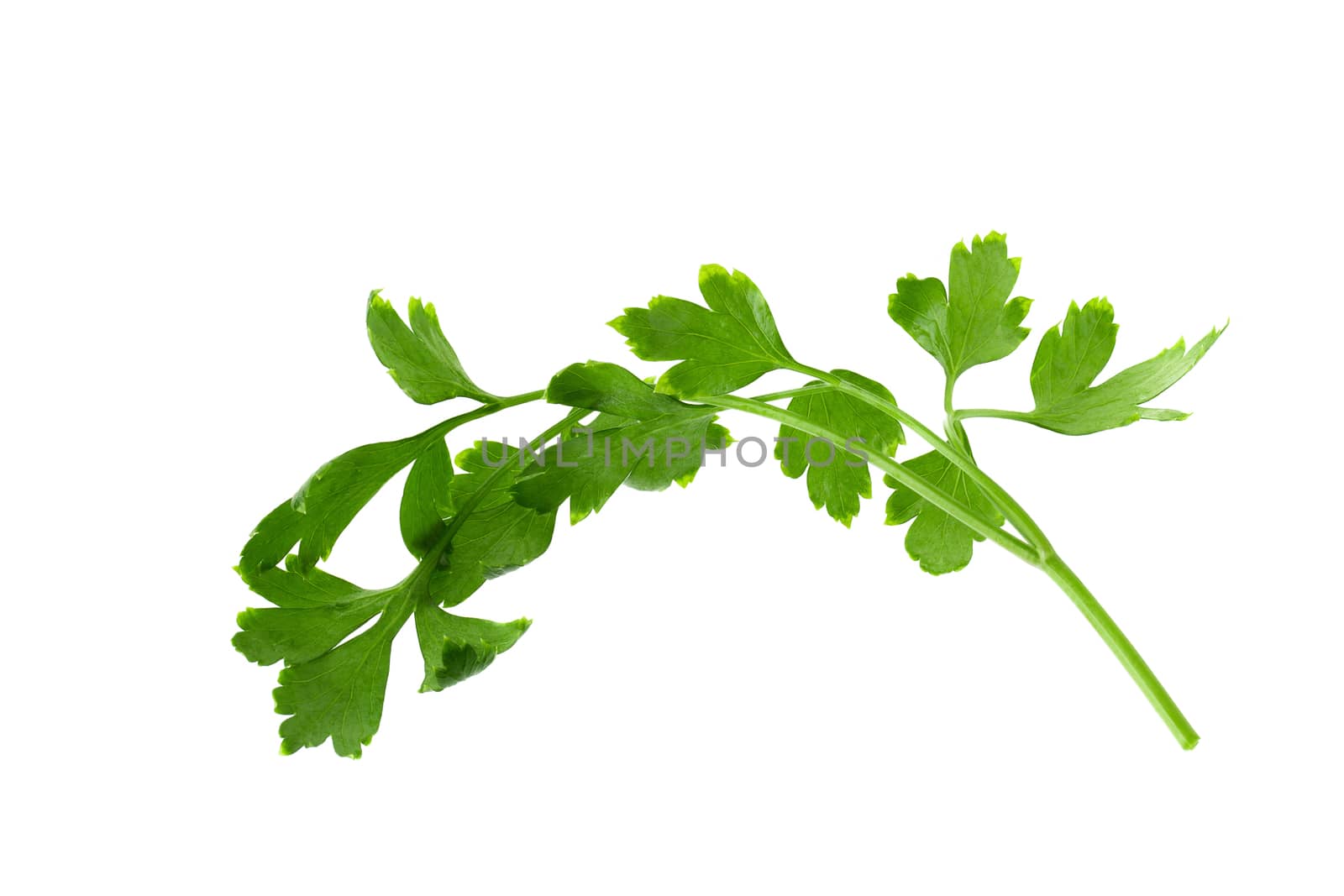 parsley fresh herb isolated on a white background.