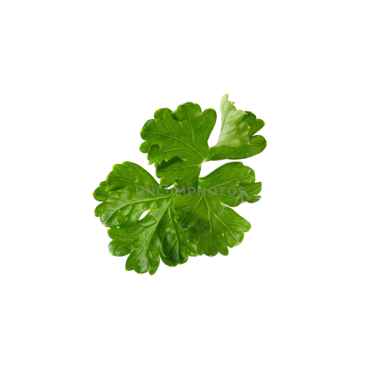 parsley fresh herb isolated on a white background by kaiskynet