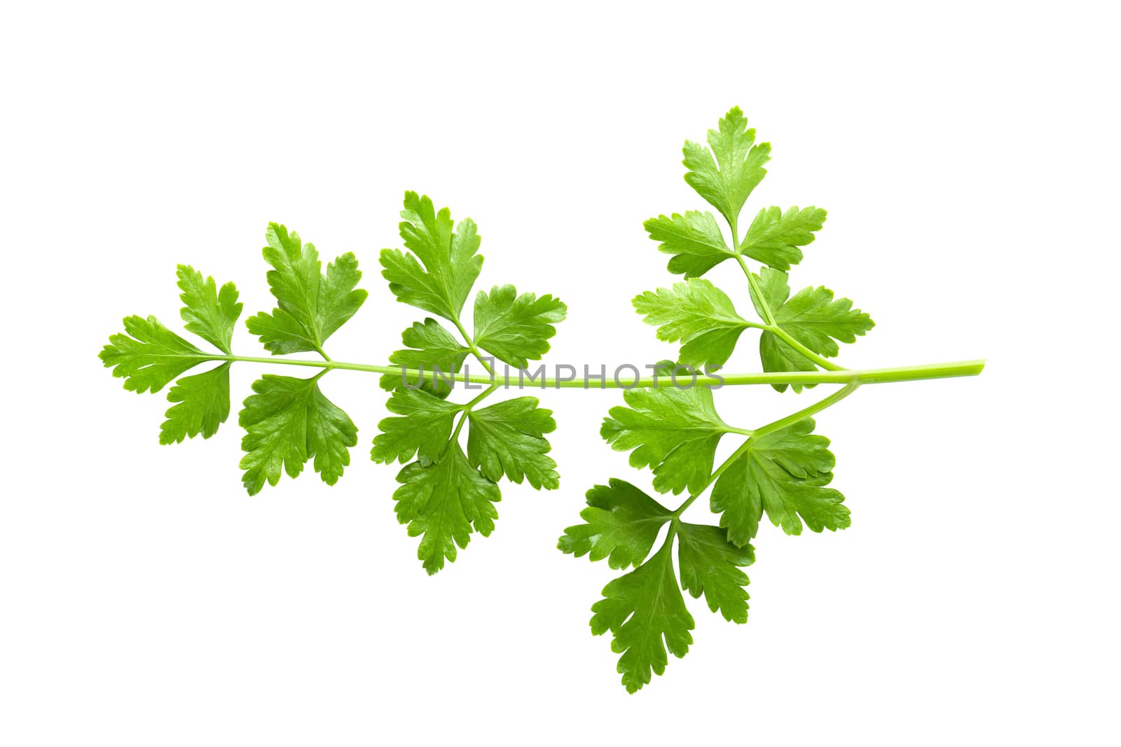 Bunch leaves parsley isolated on white background