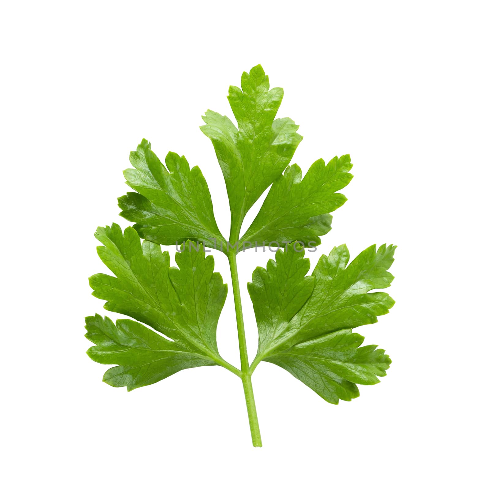 Bunch leaves parsley isolated on white background