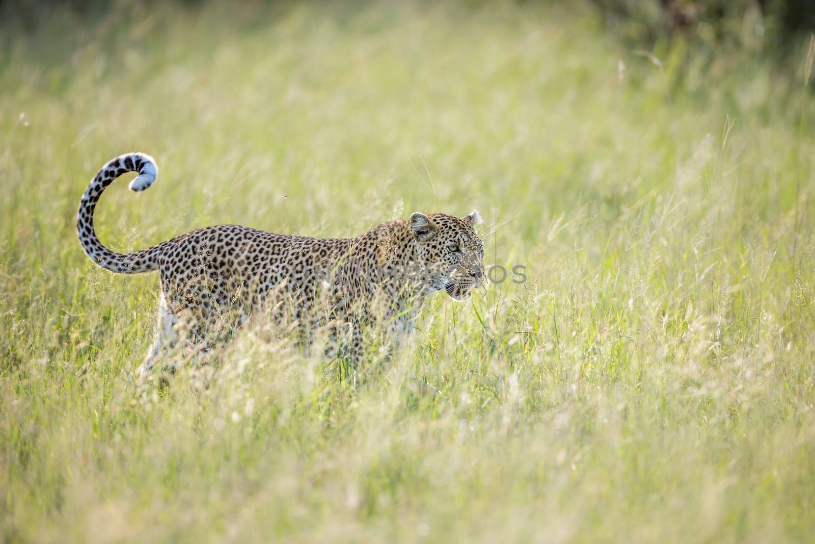 Leopard walking in backlit grass in Kruger National park, South Africa ; Specie Panthera pardus family of Felidae