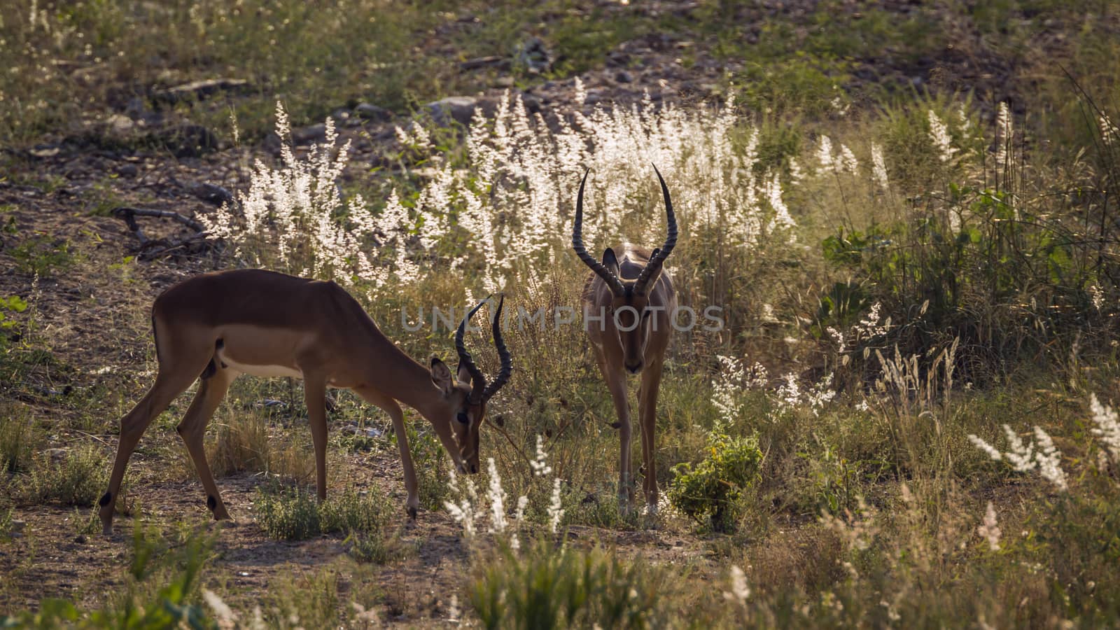 Two Impala in backlit grass in Kruger National park, South Africa ; Specie Aepyceros melampus family of Bovidae