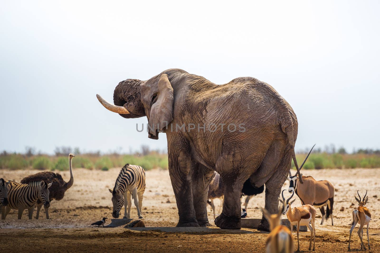 African elephant drinks water at a waterhole in Etosha National Park, Namibia, surrounded by other animals. Etosha is known for its waterholes overfilled with wild animals drinking water.