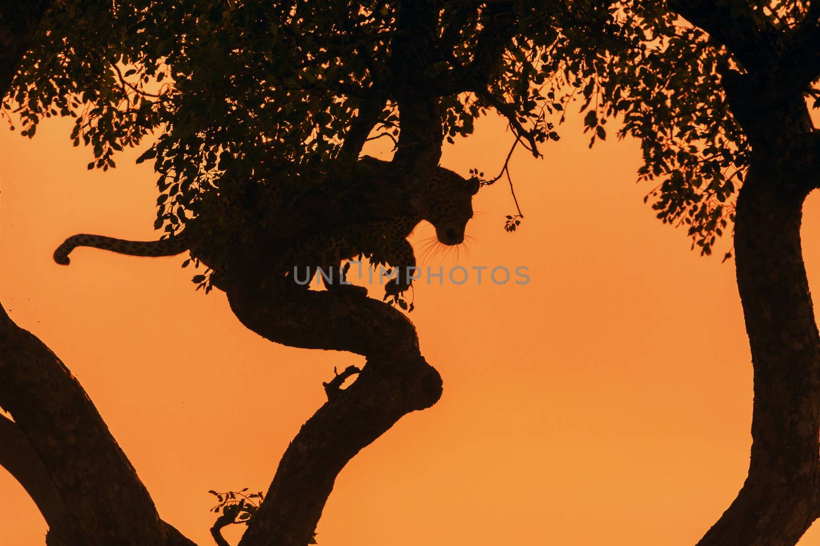 Leopard jumping down a tree in twilight in Kruger National park, South Africa ; Specie Panthera pardus family of Felidae