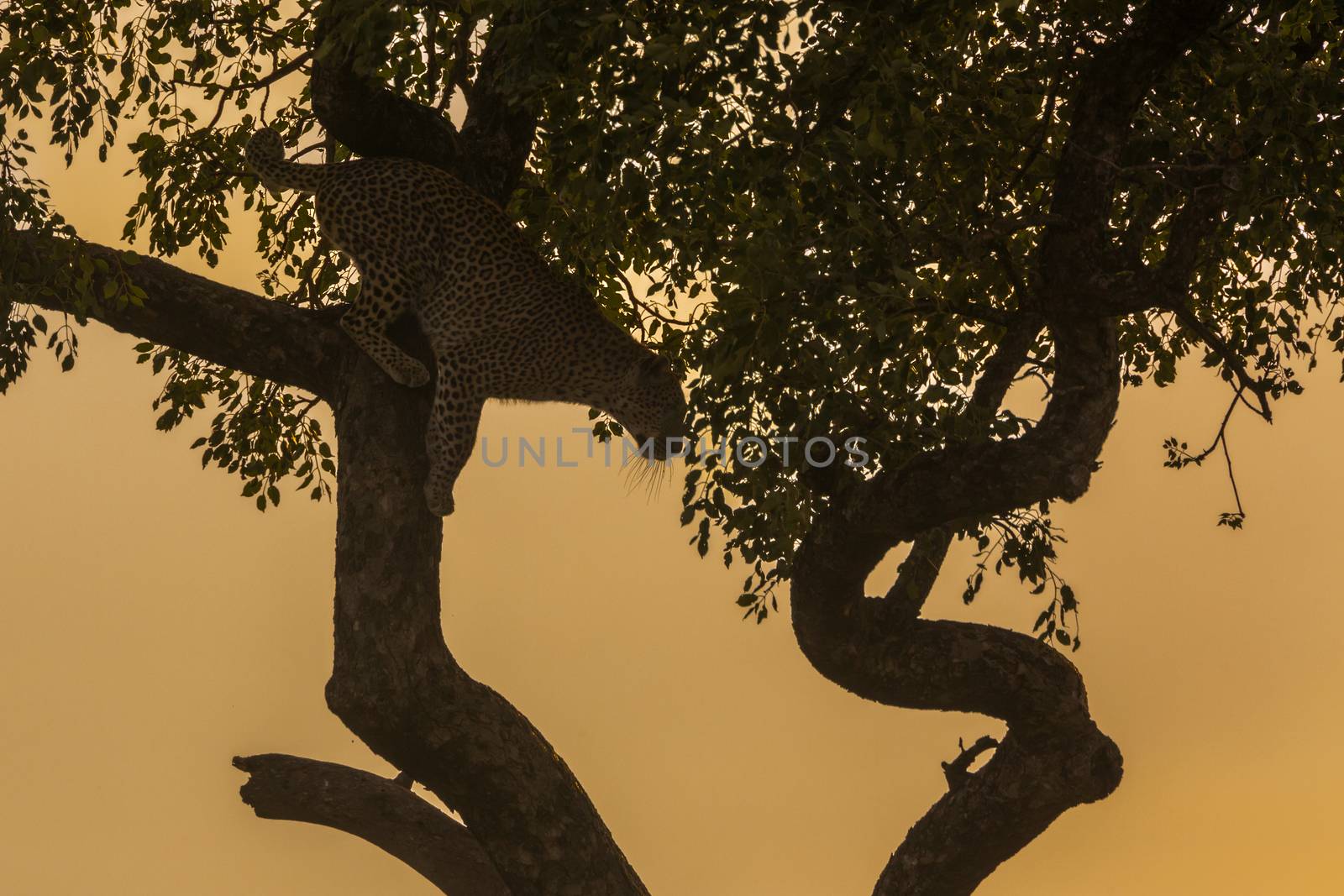 Leopard jumping down a tree in twilight in Kruger National park, South Africa ; Specie Panthera pardus family of Felidae