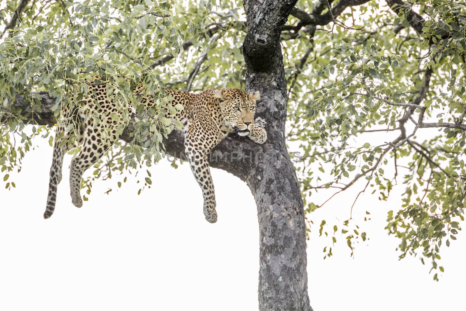 Leopard Lying down in a tree in Kruger National park, South Africa ; Specie Panthera pardus family of Felidae