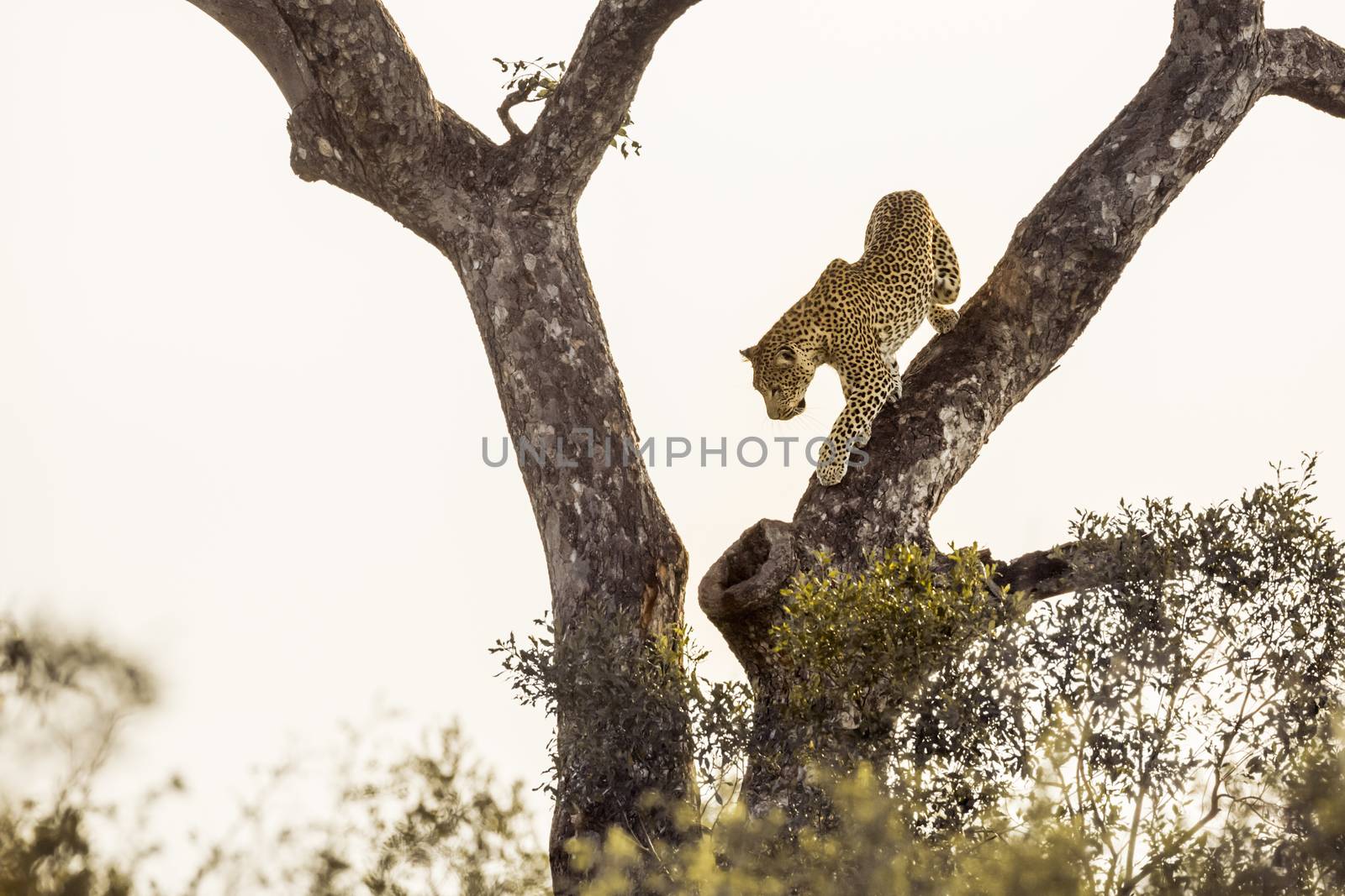 Leopard get down a tree in Kruger National park, South Africa ; Specie Panthera pardus family of Felidae