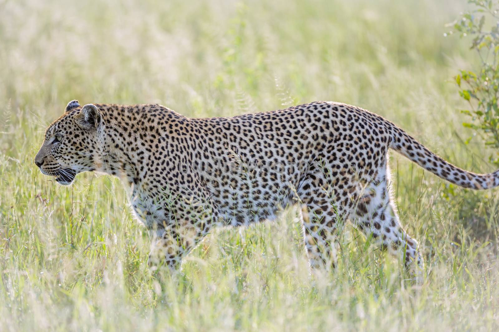 Leopard walking in backlit grass in Kruger National park, South Africa ; Specie Panthera pardus family of Felidae