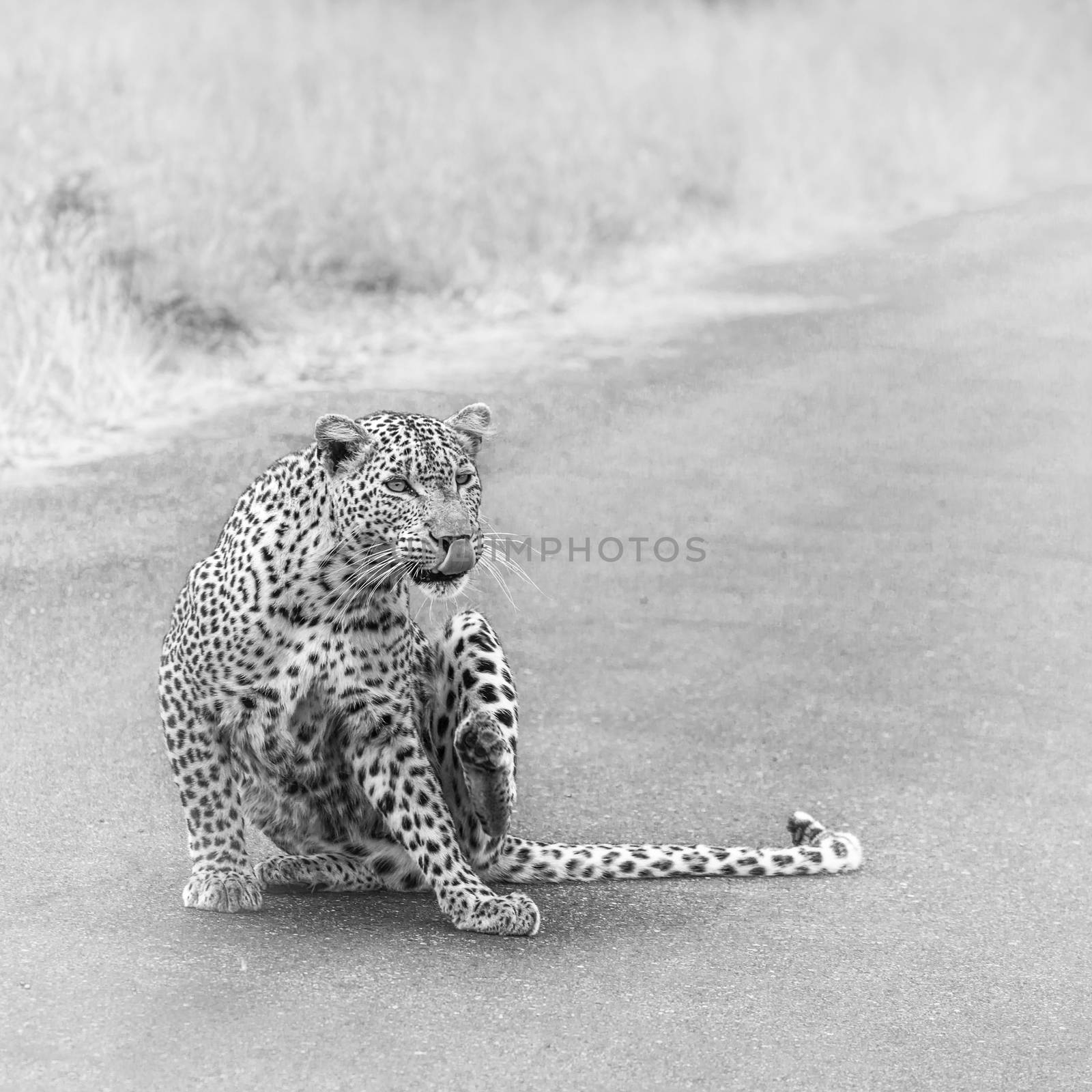 Leopard in Kruger National park, South Africa by PACOCOMO