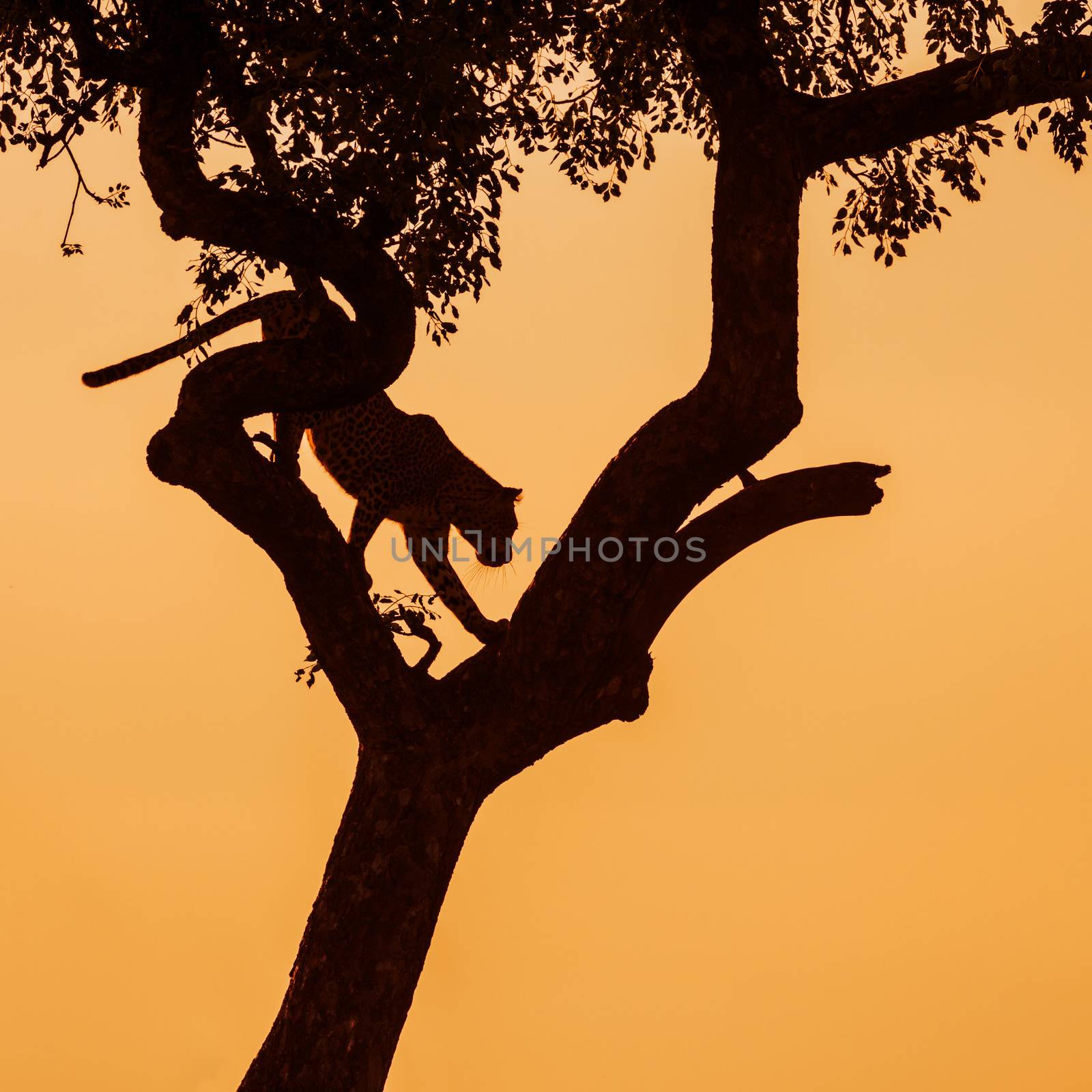 Leopard jumping down a tree in twilight in Kruger National park, South Africa ; Specie Panthera pardus family of Felidae