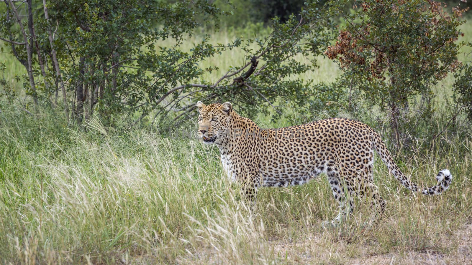 Leopard in green savannah in Kruger National park, South Africa ; Specie Panthera pardus family of Felidae