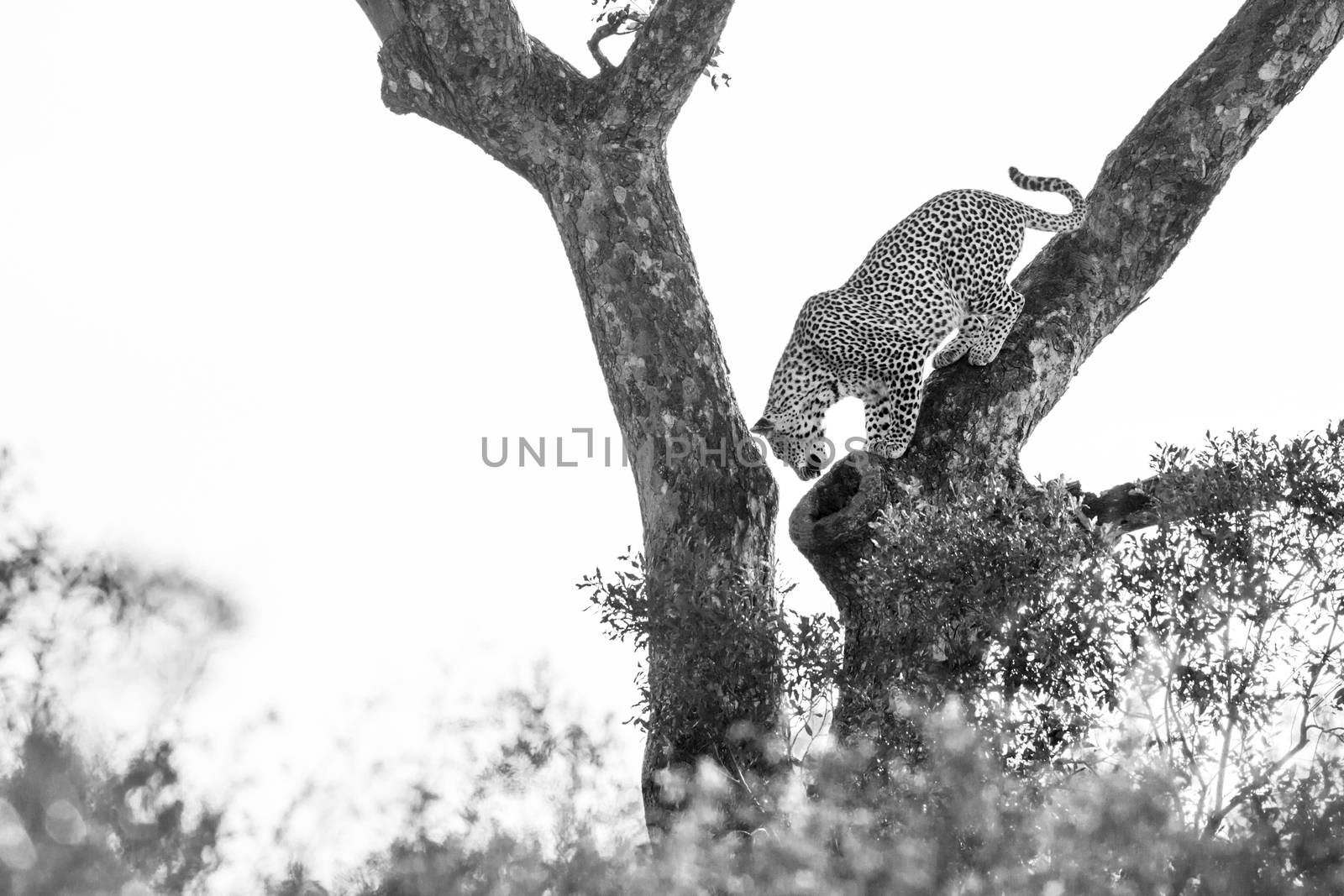Leopard get down a tree in Kruger National park, South Africa ; Specie Panthera pardus family of Felidae