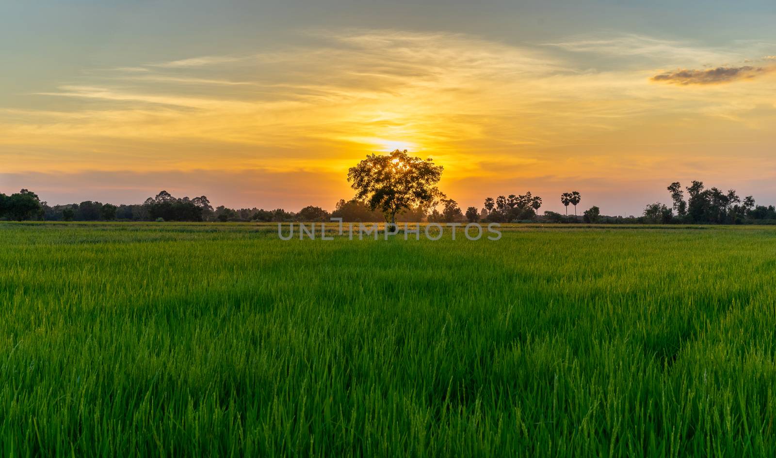 Tree in green field and sunset in countryside