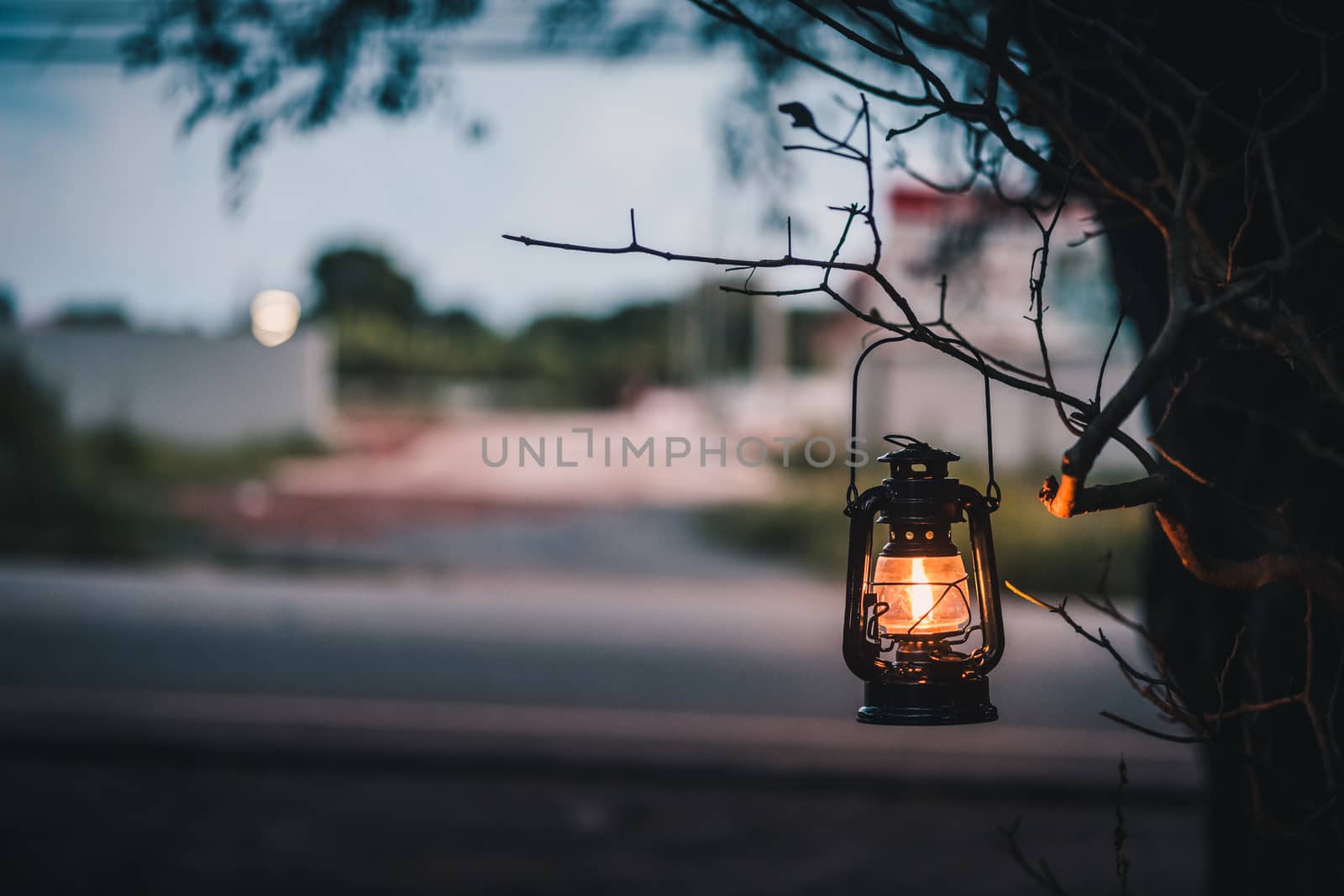 vintage latern hanging of a tree in the evening