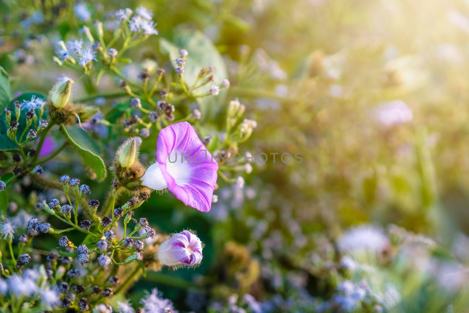 close up of purple blueish morning glory flower with sunlight in by domonite