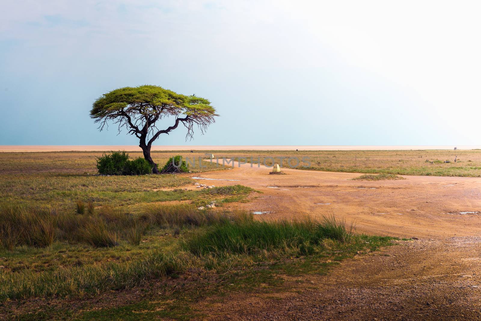 Lonely acacia tree in Etosha National Park, Namibia, Africa by nickfox