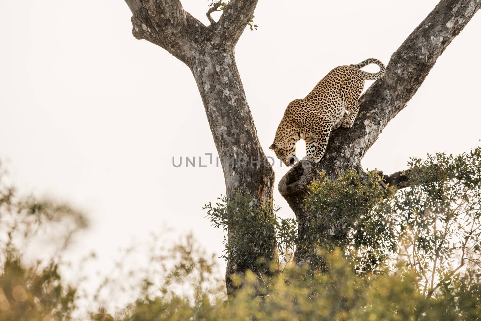Leopard get down a tree in Kruger National park, South Africa ; Specie Panthera pardus family of Felidae