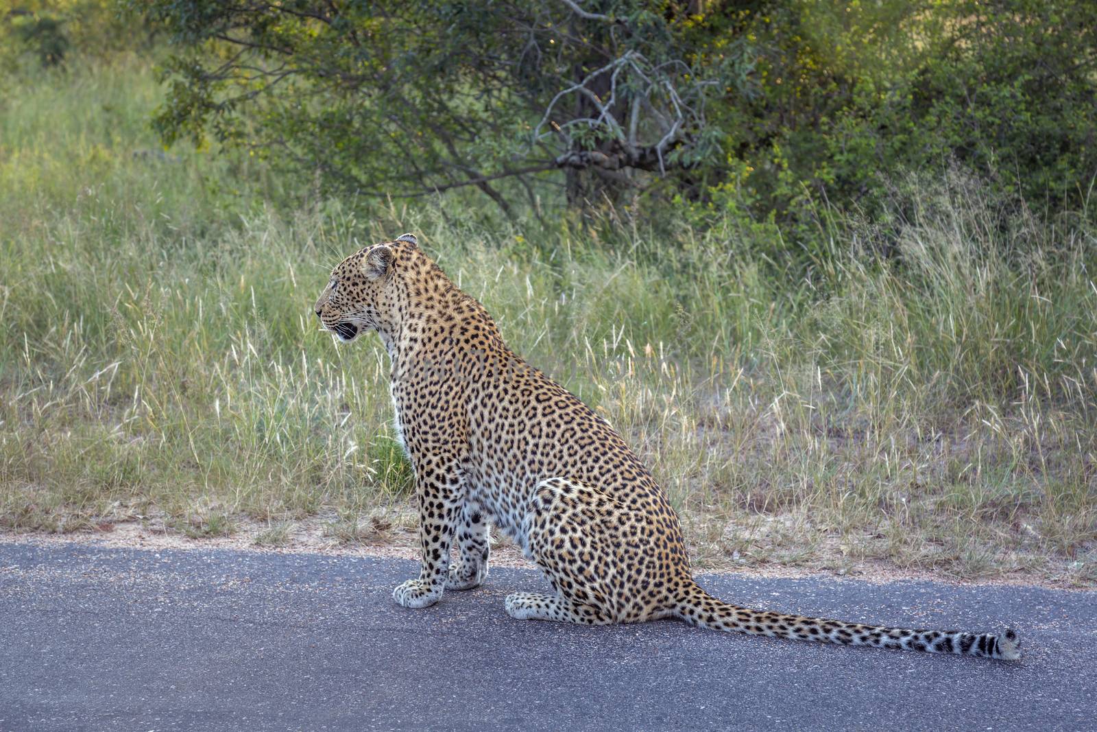 Leopard sitting on the road in Kruger National park, South Africa ; Specie Panthera pardus family of Felidae
