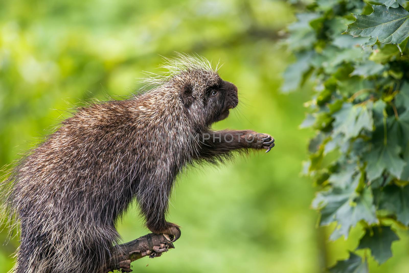 North American porcupine also known as Erethizon dorsatum reaching for leaves
