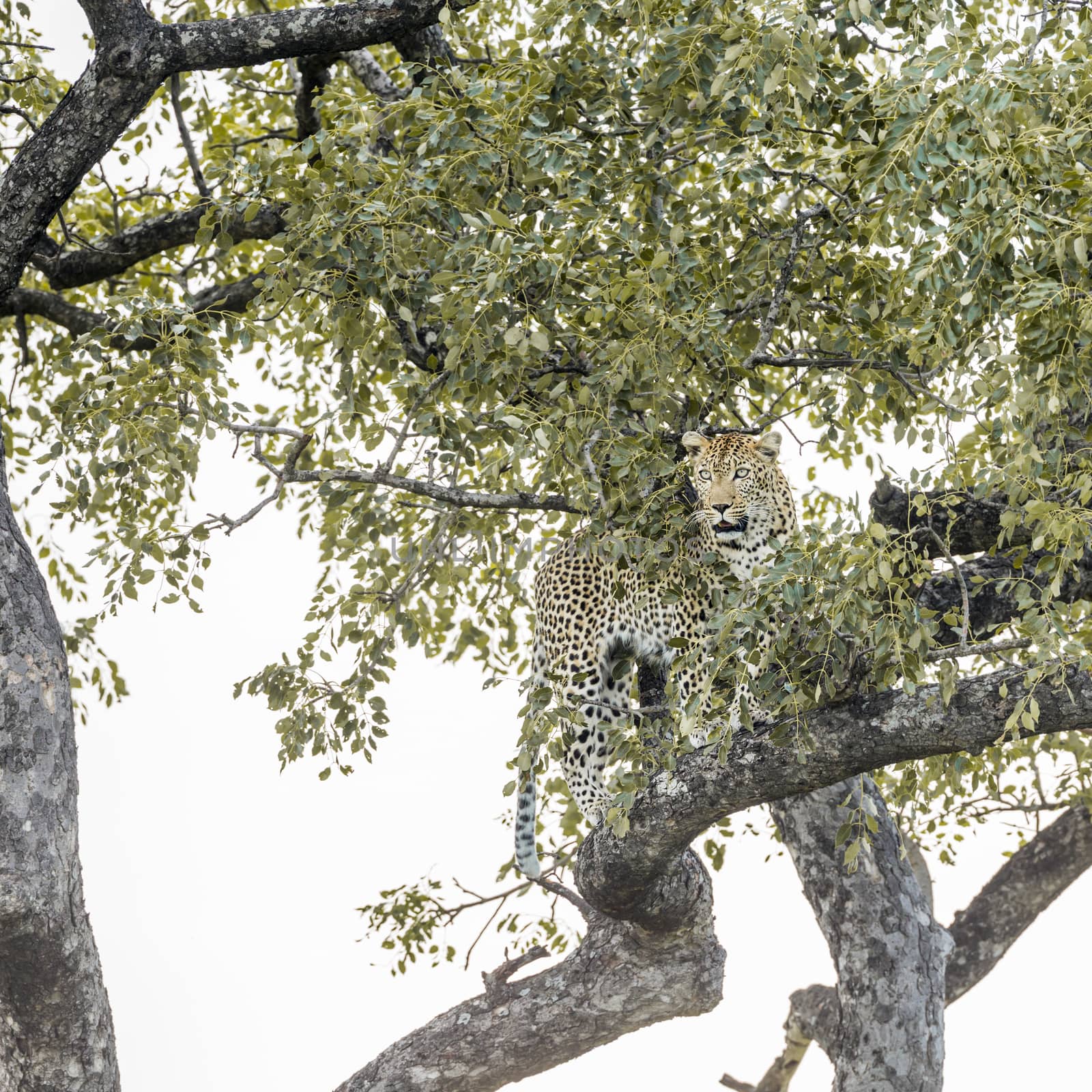 Leopard in a tree in Kruger National park, South Africa ; Specie Panthera pardus family of Felidae