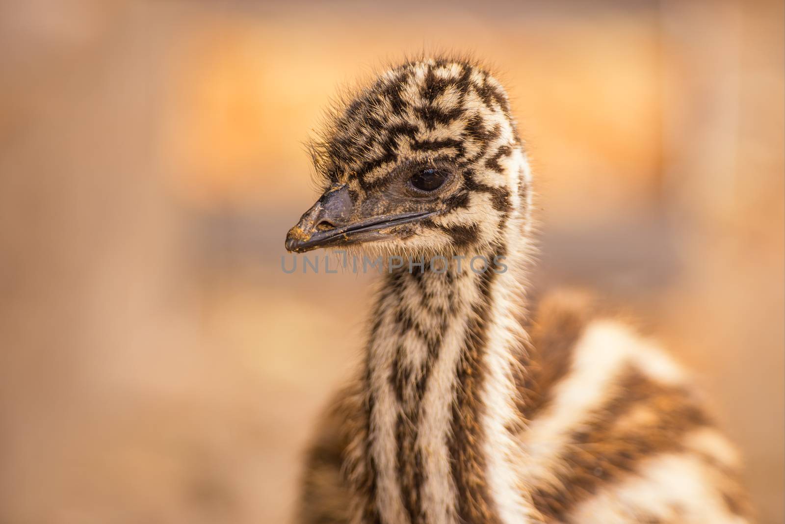Portrait of a baby Australian Emu also known as Dromaius novaehollandiae