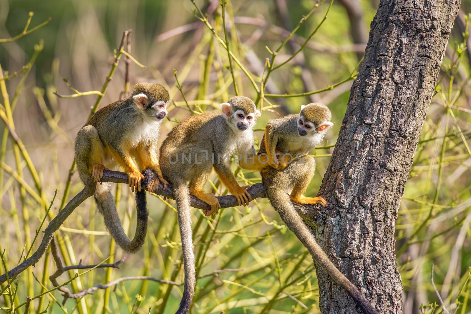 Three common squirrel monkeys playing on a tree branch