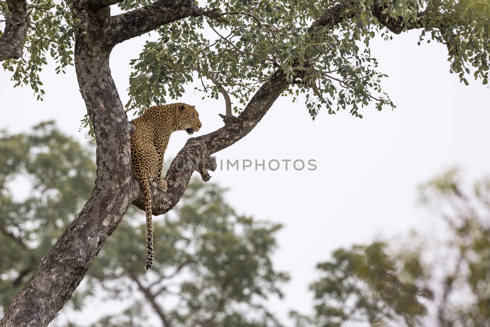 Leopard sitting in a tree Kruger National park, South Africa ; Specie Panthera pardus family of Felidae