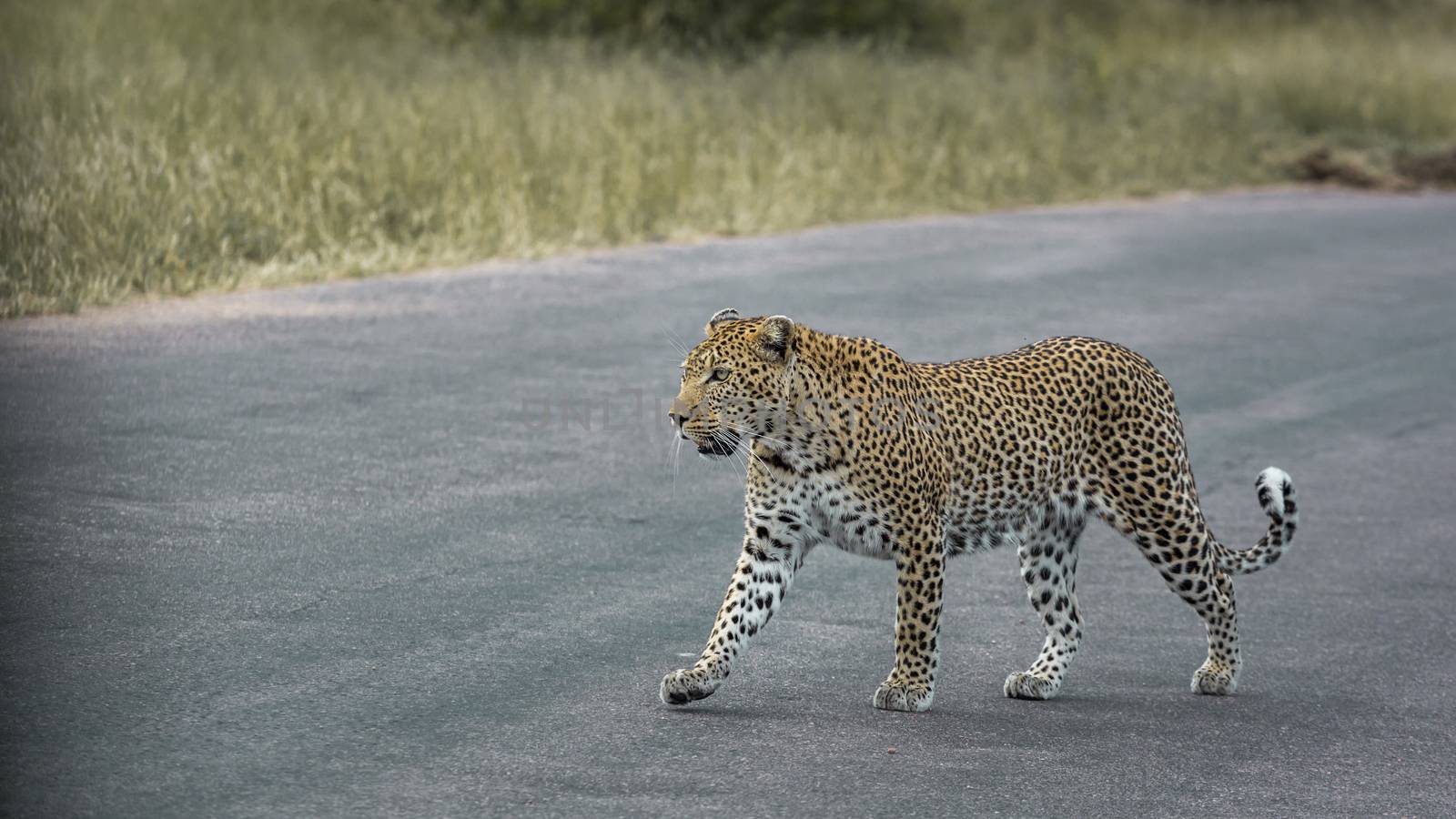 Leopard walking on safari road in Kruger National park, South Africa ; Specie Panthera pardus family of Felidae