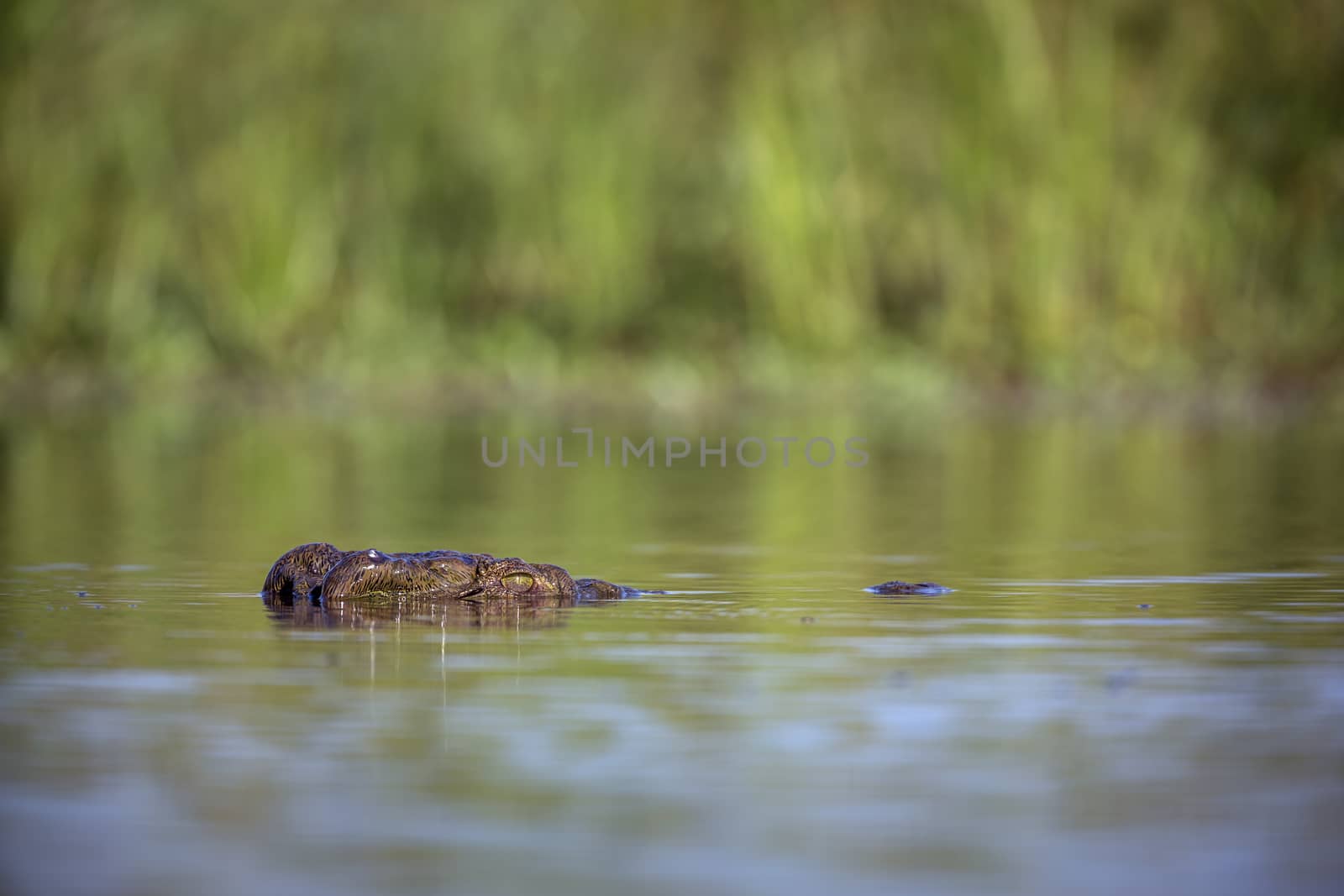Nile crocodile head in water in Kruger National park, South Africa ; Specie Crocodylus niloticus family of Crocodylidae