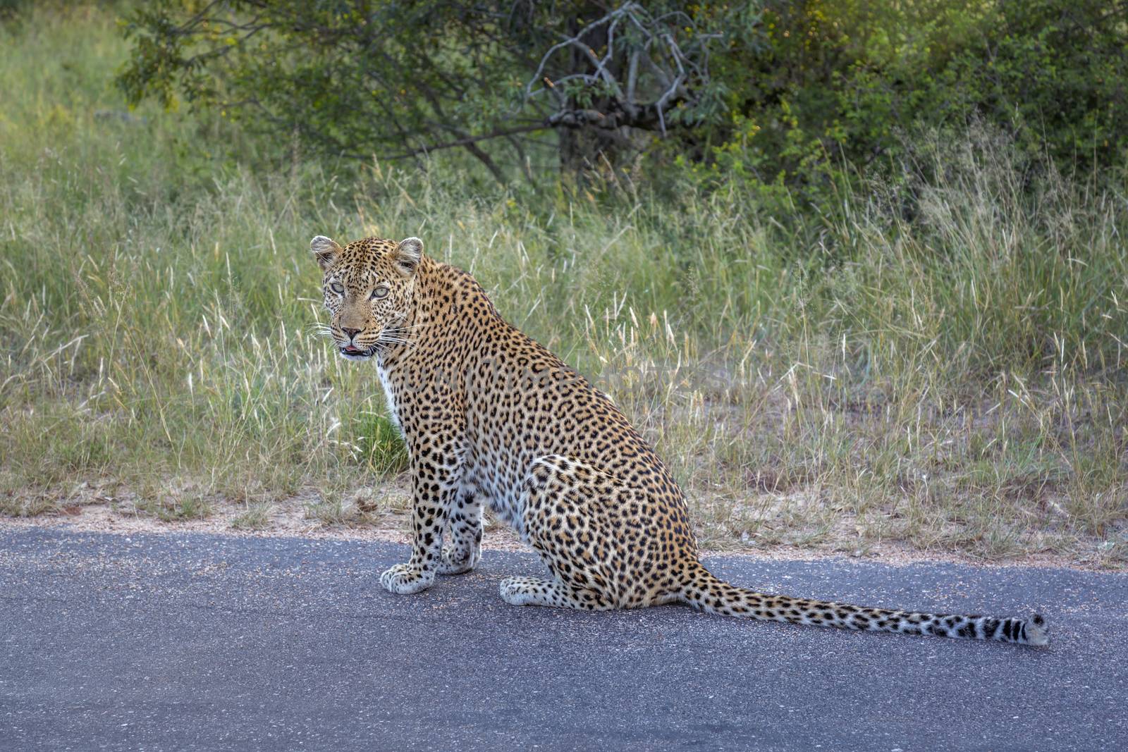Leopard sitting on the road in Kruger National park, South Africa ; Specie Panthera pardus family of Felidae
