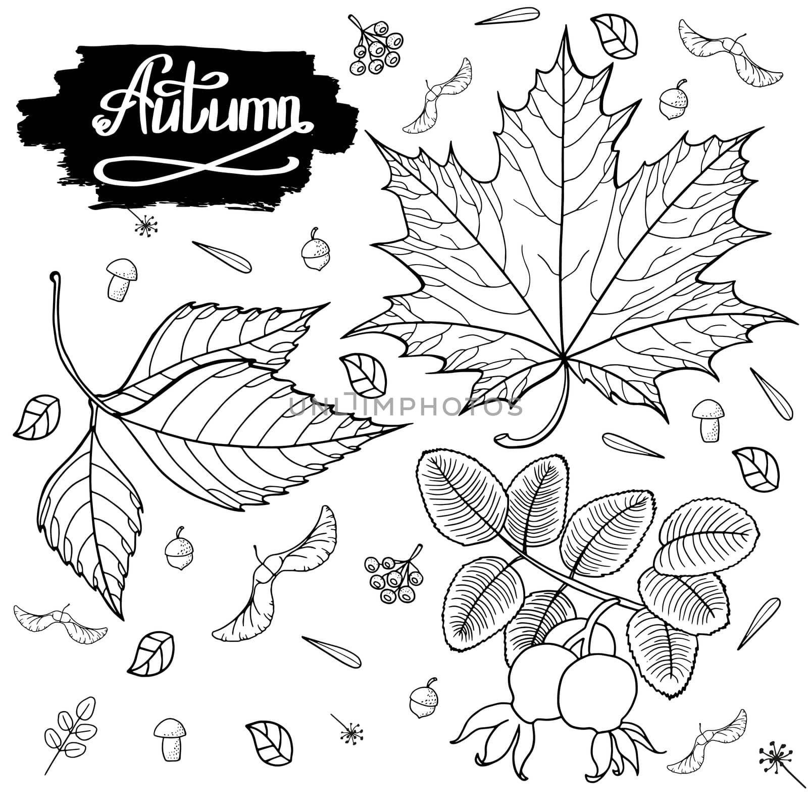 Autumn vector set with leaves, berries, fir cones, nuts, mushrooms and acorns. Detailed forest botanical elements for decoration. Vintage fall seasonal decor. Oak, maple, chestnut leaf drawing.