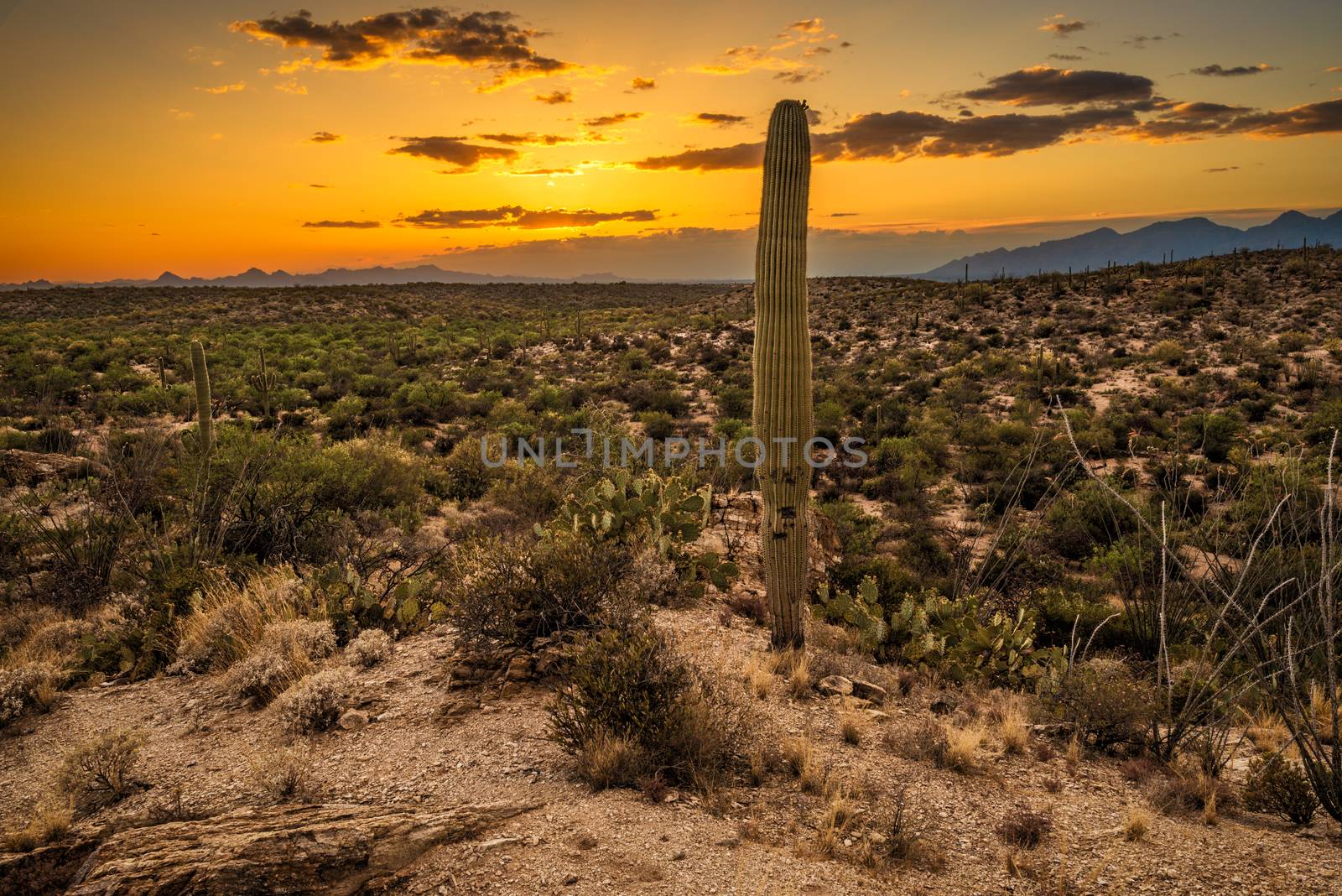 Sunset over Saguaro National Park by nickfox