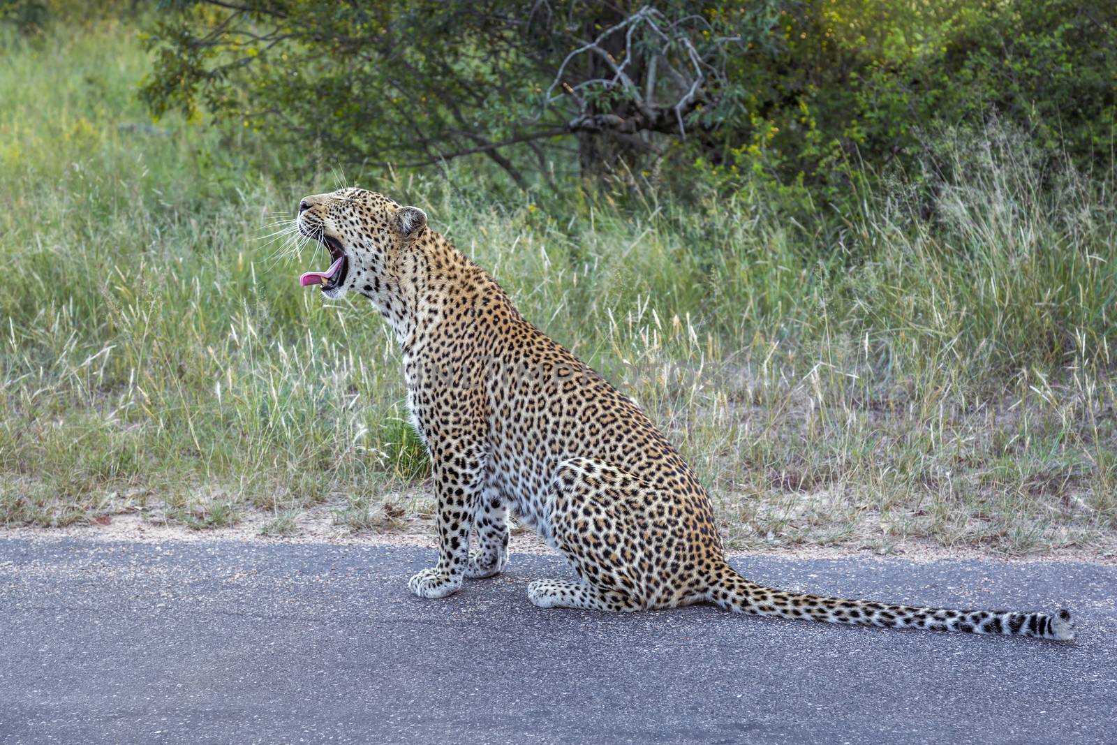 Leopard sitting and yawning on the road in Kruger National park, South Africa ; Specie Panthera pardus family of Felidae