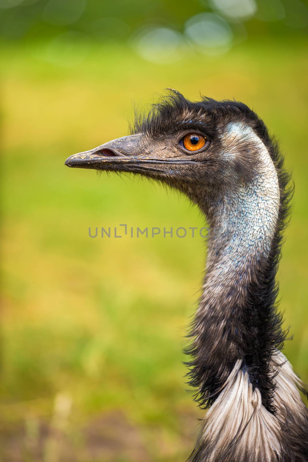 Profile portrait of Australian Emu also known as Dromaius novaehollandiae