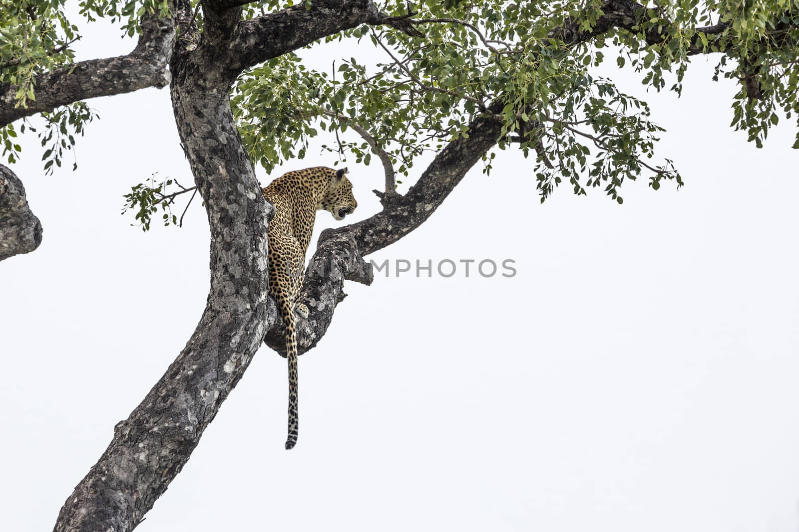 Leopard sitting in a tree Kruger National park, South Africa ; Specie Panthera pardus family of Felidae