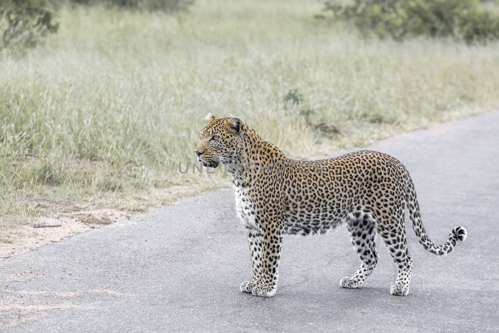 Leopard on safari road in Kruger National park, South Africa ; Specie Panthera pardus family of Felidae