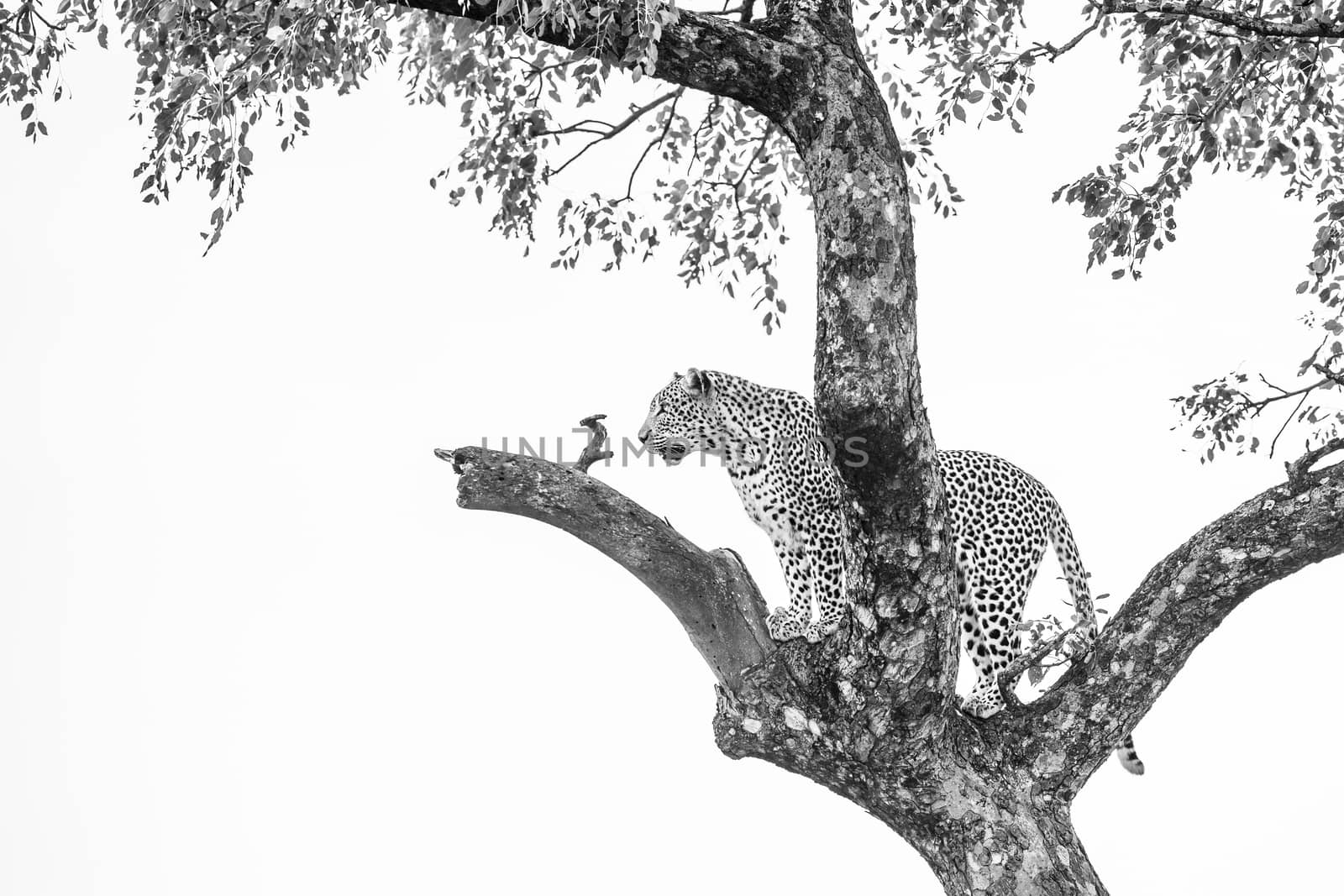 Leopard standing on a tree in Kruger National park, South Africa ; Specie Panthera pardus family of Felidae