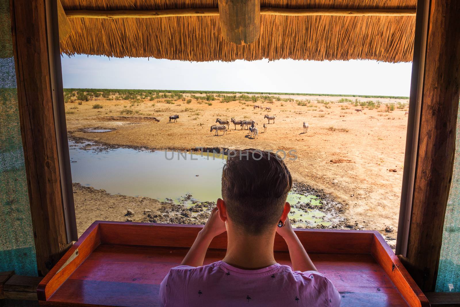 Tourist watches and films wildlife with a smartphone from a hide at the Olifantsrus waterhole in Etosha National Park, Namibia