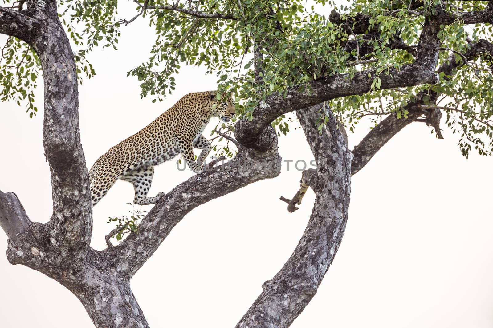 Leopard walking in a tree in Kruger National park, South Africa ; Specie Panthera pardus family of Felidae