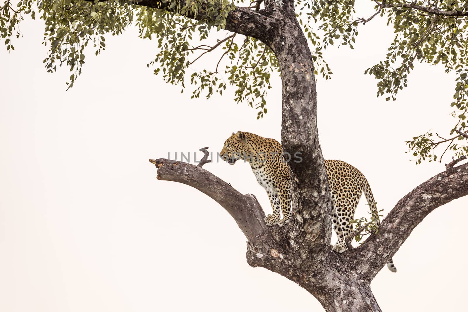 Leopard standing on a tree in Kruger National park, South Africa ; Specie Panthera pardus family of Felidae