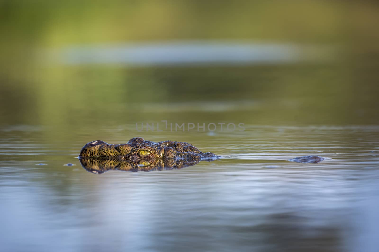 Nile crocodile portrait in surface level in Kruger National park, South Africa ; Specie Crocodylus niloticus family of Crocodylidae