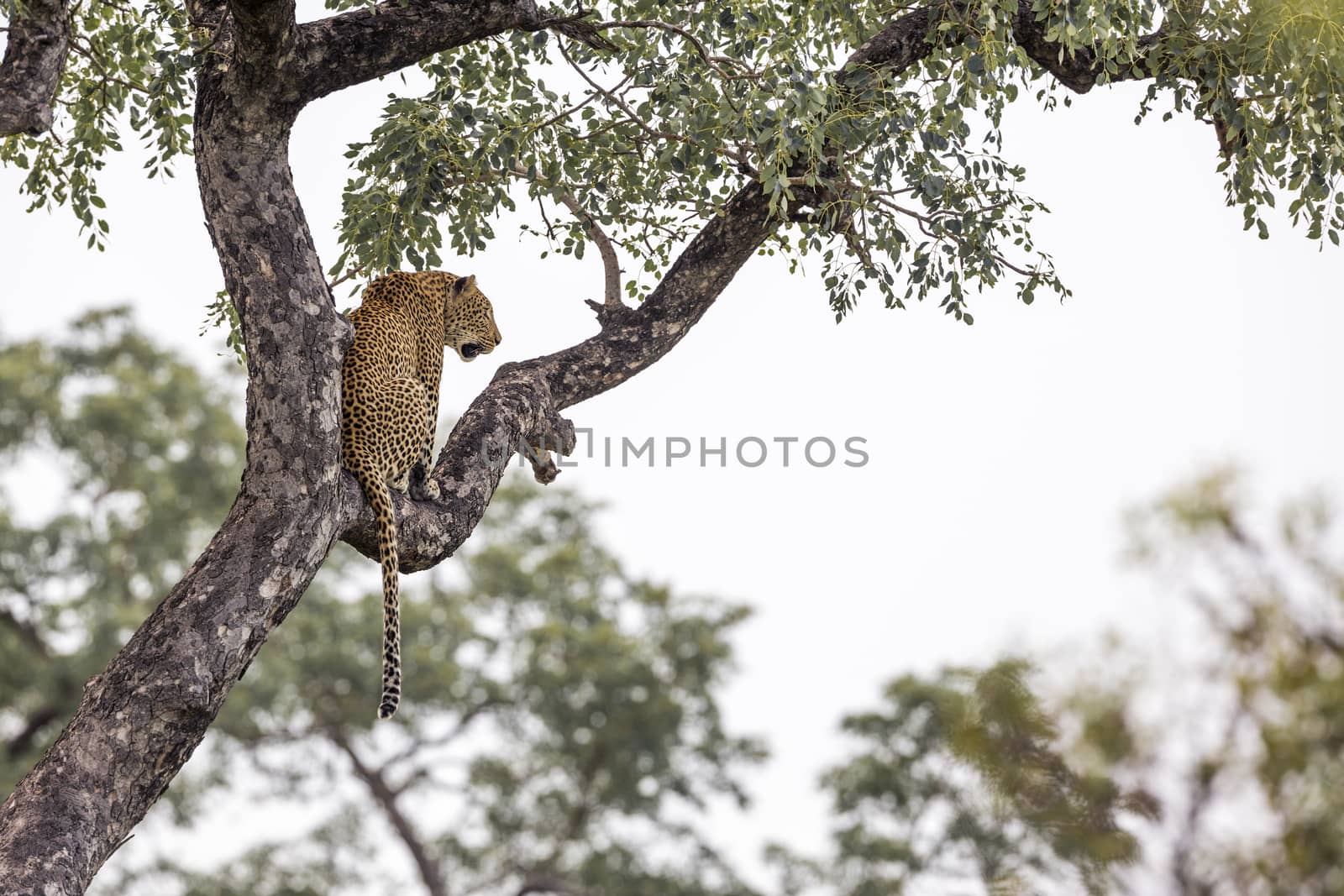 Leopard sitting in a tree Kruger National park, South Africa ; Specie Panthera pardus family of Felidae