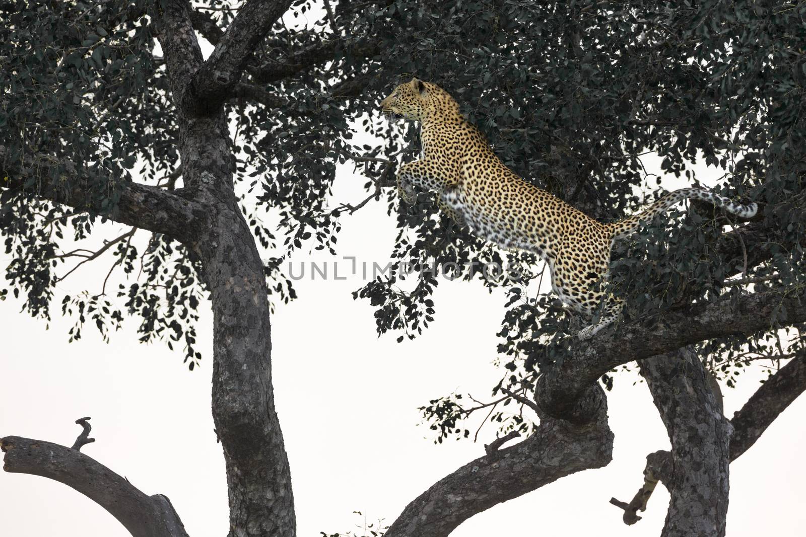 Leopard jumping up in a tree in Kruger National park, South Africa ; Specie Panthera pardus family of Felidae