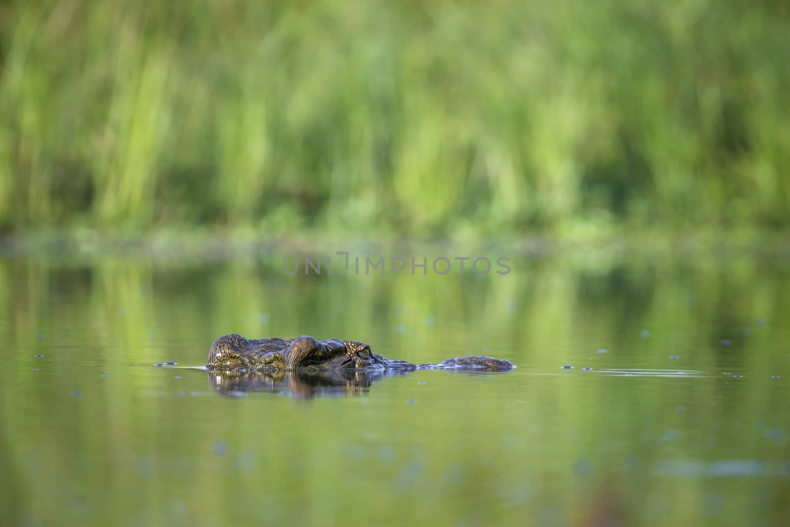 Nile crocodile portrait in surface level in Kruger National park, South Africa ; Specie Crocodylus niloticus family of Crocodylidae