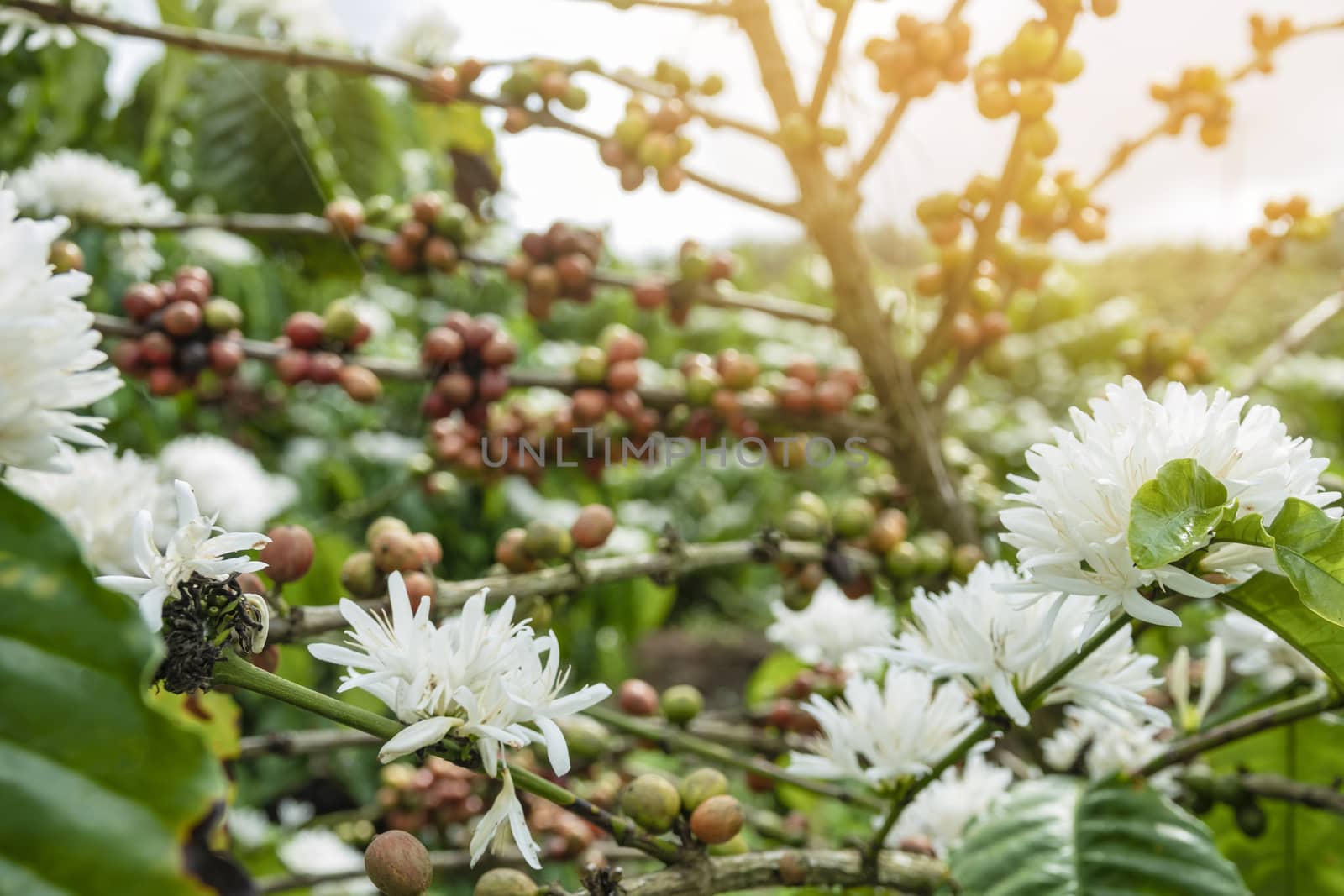 Coffee beans ripening, fresh coffee,red berry branch, industry agriculture on tree in thailand.