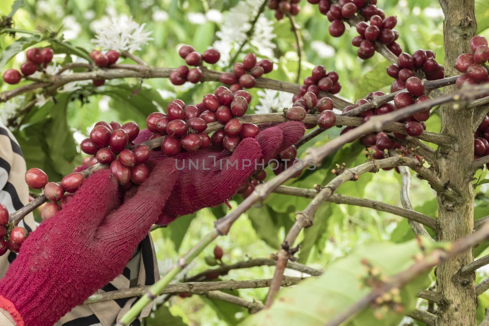 Close-Up Of Hand Holding Coffee Beans Growing On Coffee Tree.