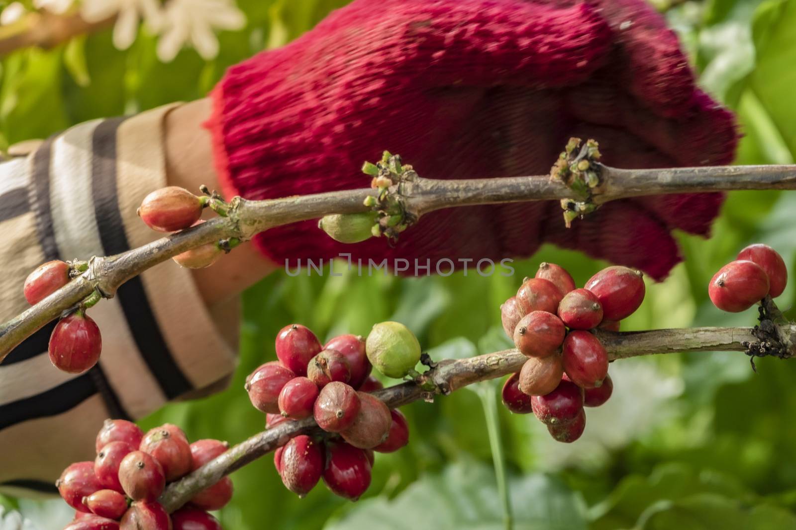 Close-Up Of Hand Holding Coffee Beans Growing On Coffee Tree.