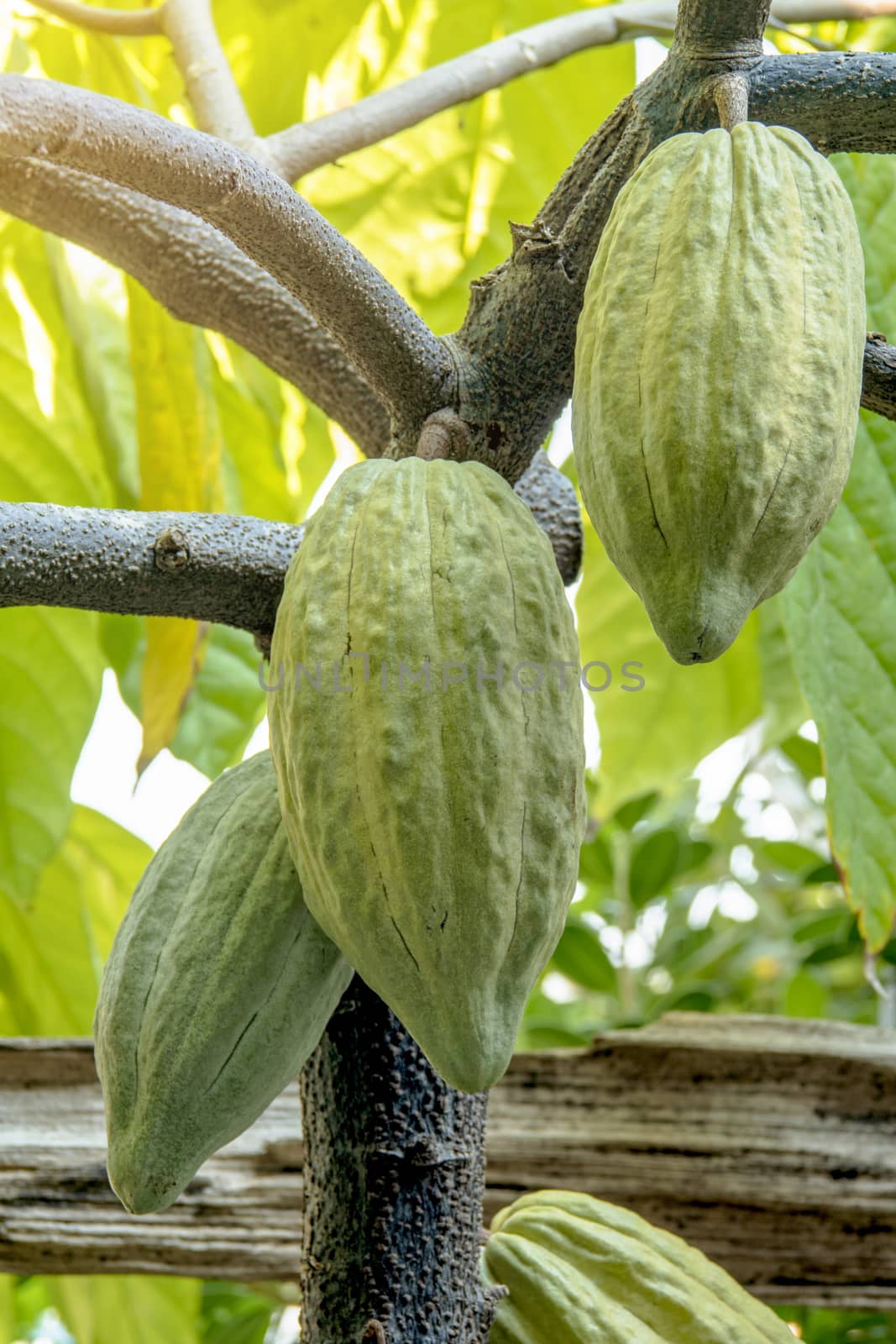 The cocoa tree with fruits. Yellow and green Cocoa pods grow on the tree, cacao plantation in village Thailand.