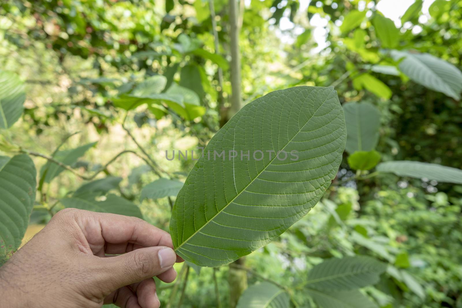 hand catching Kratom (Mitragyna speciosa) Mitragynine. Drugs and Narcotics.Kratom is Thai herbal which encourage health.