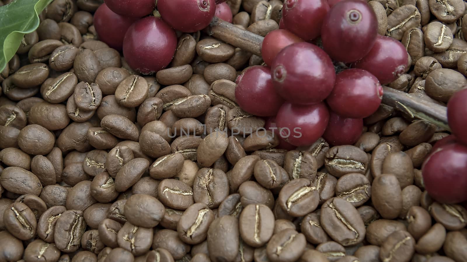 Fresh coffee cherry, red coffee beans on roasted coffee bean texture background, ripe and unripe berries.